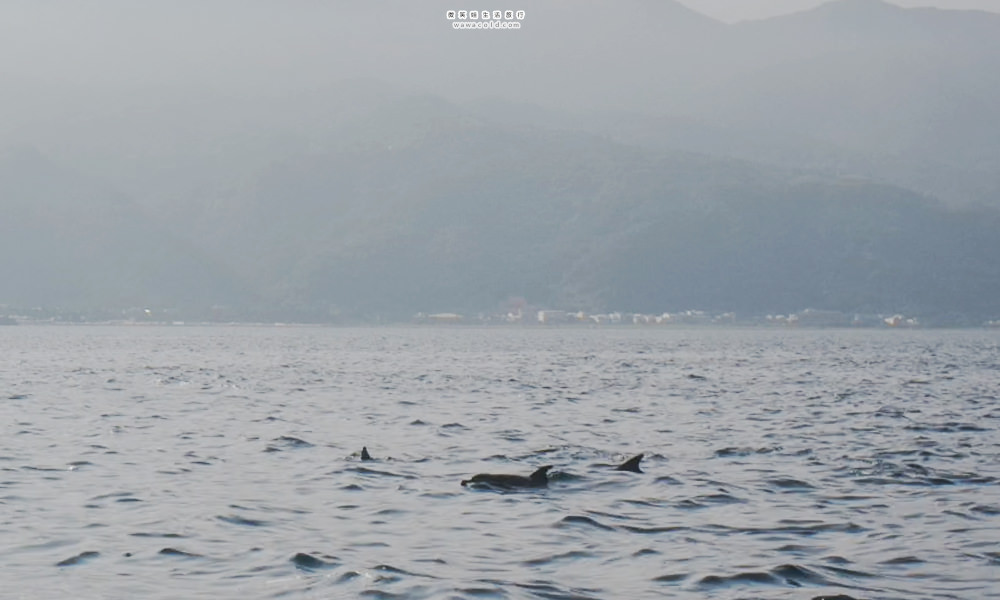 龜山島海豚