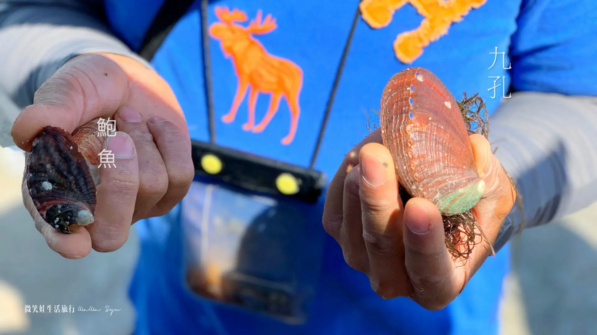 九孔跟鮑魚的差別