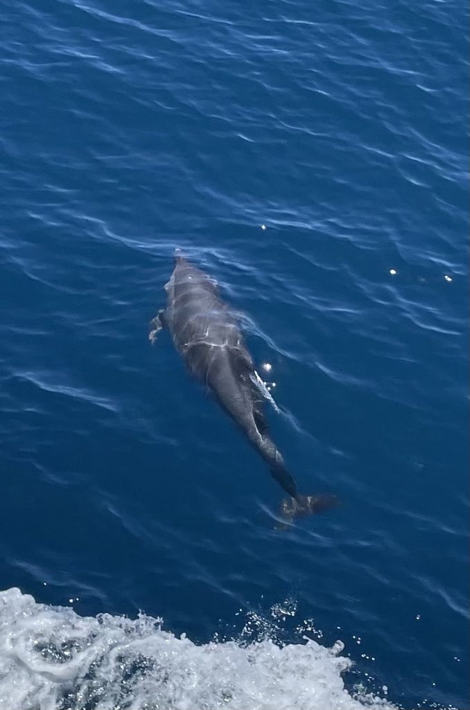 溫柔的守候，聽見花紋海豚最真實的呼吸聲